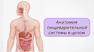 Анатомия 4 лекция. Пищеварительной системы. Полость рта желудок кишечник печень брюшина...
