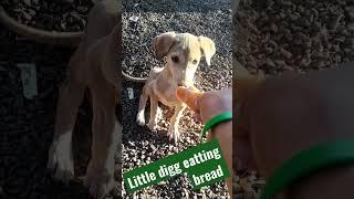 Little doggy eating sweet bread #doglovers #dog #laptopshopee #digitalshiva2019