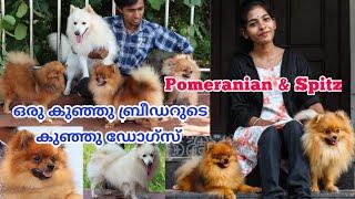 4000 മുതൽ ഡോഗ്സിനെ വാങ്ങാം Original Pomeranian DogsPomeranian puppySpitz dogDogs Kerala