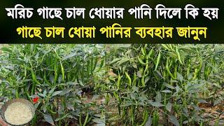 মরিচ গাছে চাল ধোয়ার পানি দিলে কি হয় দেখুন  গাছে চাল ধোয়া পানির ব্যবহার জানুন  Chili