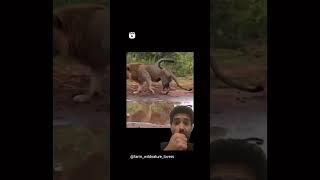Lion funny video 