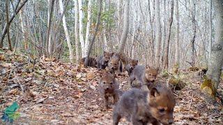 Large litter of wolf pups at den in northern Minnesota