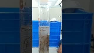 Root volume observation by water displacement method