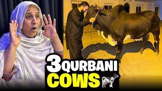 ALLHUMDULILAH 3 Janwar or ly liyeQurbani Done..