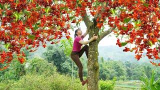 Harvesting Strange Wild Fruit SANG Fruit Goes To Market Sell - Take Care Ducks & Chickens