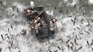 EE.UU.  Electrocutan a cientos de peces carpa para evitar su sobrepoblación
