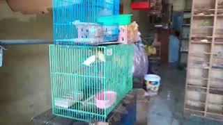 Info Stok dan harga burung terbaru Rabu 26 Juni 2024. Malik Jaya Sepatan