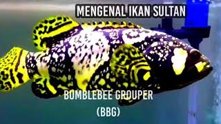 mengenal Kerapu bumblebee  BBG