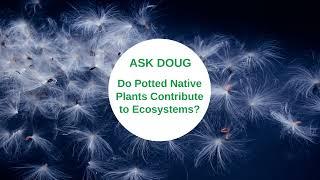 Do Potted Native Plants Contribute to Ecosystems?