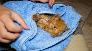 Kitten Relax After Bath