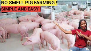 How To START A PIG FARM Business As A BEGINNER  DETAILED  2023