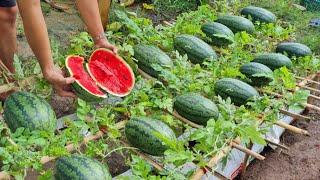 Grow watermelon in this way the fruit will be big and sweet grow watermelon in a bag of soil