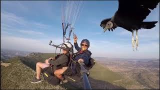 Vulture Joins Paragliders as They Soar Above Spanish Mountains