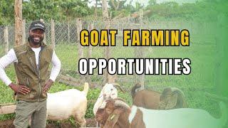 EXPERT TIPS ON BUILDING A GOAT FARM FROM START TO FINISH