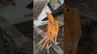 ayam aseel parrot import wangkas #viral #shorts