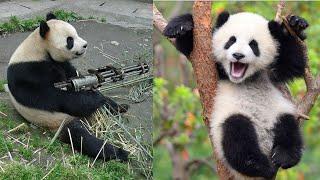  FUNNY PANDA VIDEOS TRY NOT TO LAUGH BEST PANDA VIDEOS COMPILATION  FUNNY ANIMAL CLIPS