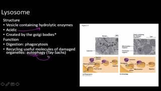 cell strucure and function for human physiology