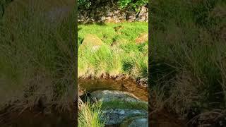 Dartmoor National Park Babbling Brook #dartmoor #devon #vanlife