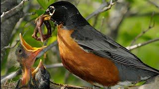 Kehidupan burung di alam bebas dan  membesarkan anaknya secara alami