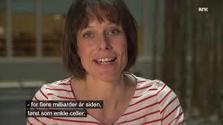NRK Newton - Uløste Mysterier EP2 - Det Første Livet