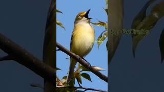 White eyed vireo singing  Bird