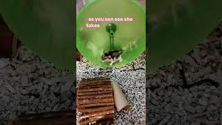 A Senior Hamsters Wheel Adventure #pets  #hamster #cute