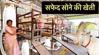 सफेद सोने की खेती   Goat Dairy Farm  Goat Milk  Sanen Bakri   Hello Kisaan