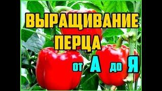 Выращивание перца от А до Я  Рассада перца  Выращивание перца в открытом грунте