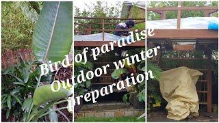 Bird Of Paradise Outdoor Winter Protection Bird of Paradise will survive UK Winter Outdoor?