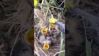 lark bird feeding grass to babies#shorts