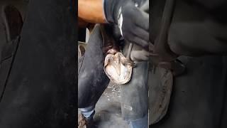 Hoof Restoration #asmr #oddlysatisfying #satisfying #farrier #viral #asmrsounds #viral #trending