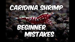 Is Your Caridina Shrimp Tank Doomed to Fail? Avoid These 10 Mistakes