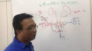 urinary bladderphysiology of micturitionmicturition reflexspinal shock