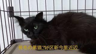 黒猫「たんこ」を探してます。우리는 이 검은 고양이를 찾고 있습니다. 이 고양이를 아시는 분은 연락주세요.