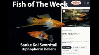 Sanke Koi Swordtail  Xiphophorus hellerii #imperialtropicals #fish #sankekoiswordtail #fish