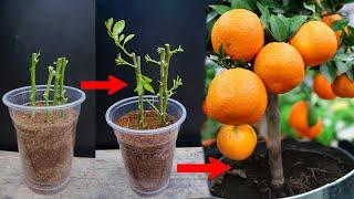 How to propagate lemon tree from cuttings with Coconut shell  With 100% success
