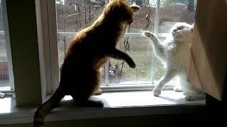 Window Cat Fight