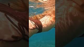 #indonesia #kutalombok #lombok #shorts #travellombok #bali #travel #short #vlog #sasak #snorkeling