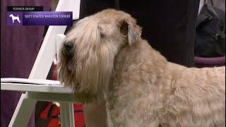 Soft Coated Wheaten Terriers  Breed Judging 2023