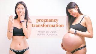 Pregnancy Transformation - Week by Week Pregnant Belly Progression