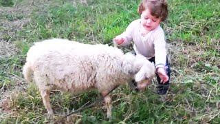 Risas de la Cuarentena  El momento más divertido entre bebés y ovejas