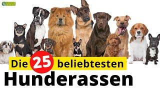 Top 25 - Die beliebtesten Hunderassen