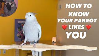 How to Know Your Cockatiel Likes You