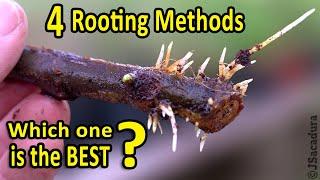Rooting Fig Cuttings  4 Rooting Methods - WHICH one is the BEST?
