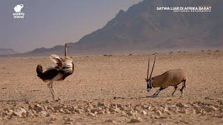 Satwa Liar di Afrika Barat Documentary - National Geographic