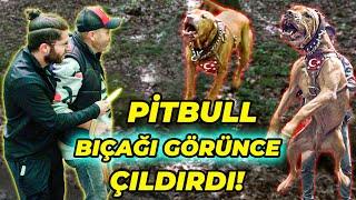 PİTBULL SAHİBİNİ ESİR ALAN HIRSIZA SALDIRDI Hırsız Hastanelik Oluyordu Az Daha