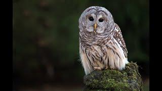 Barred Owl Call
