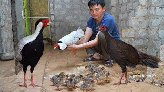 A flock of white pheasants have just hatched. Robert  Green forest life