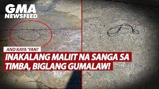 Inakalang maliit na sanga sa timba biglang gumalaw  GMA News Feed