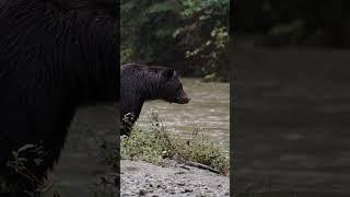 Grizzly bears walking along the river